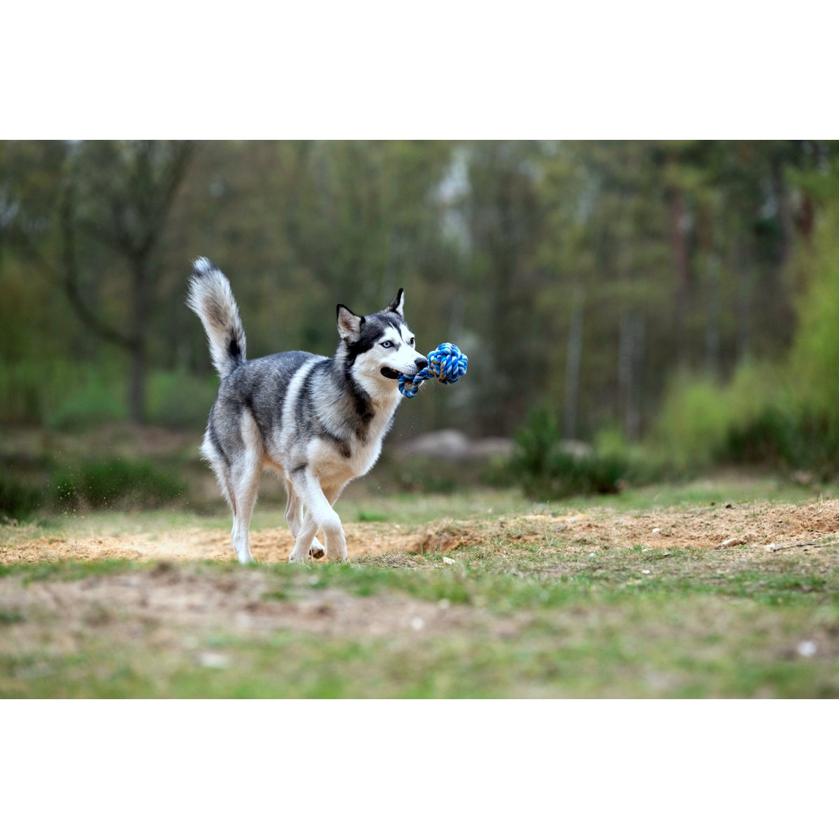 Hundespielzeug Maxi Schleuderball