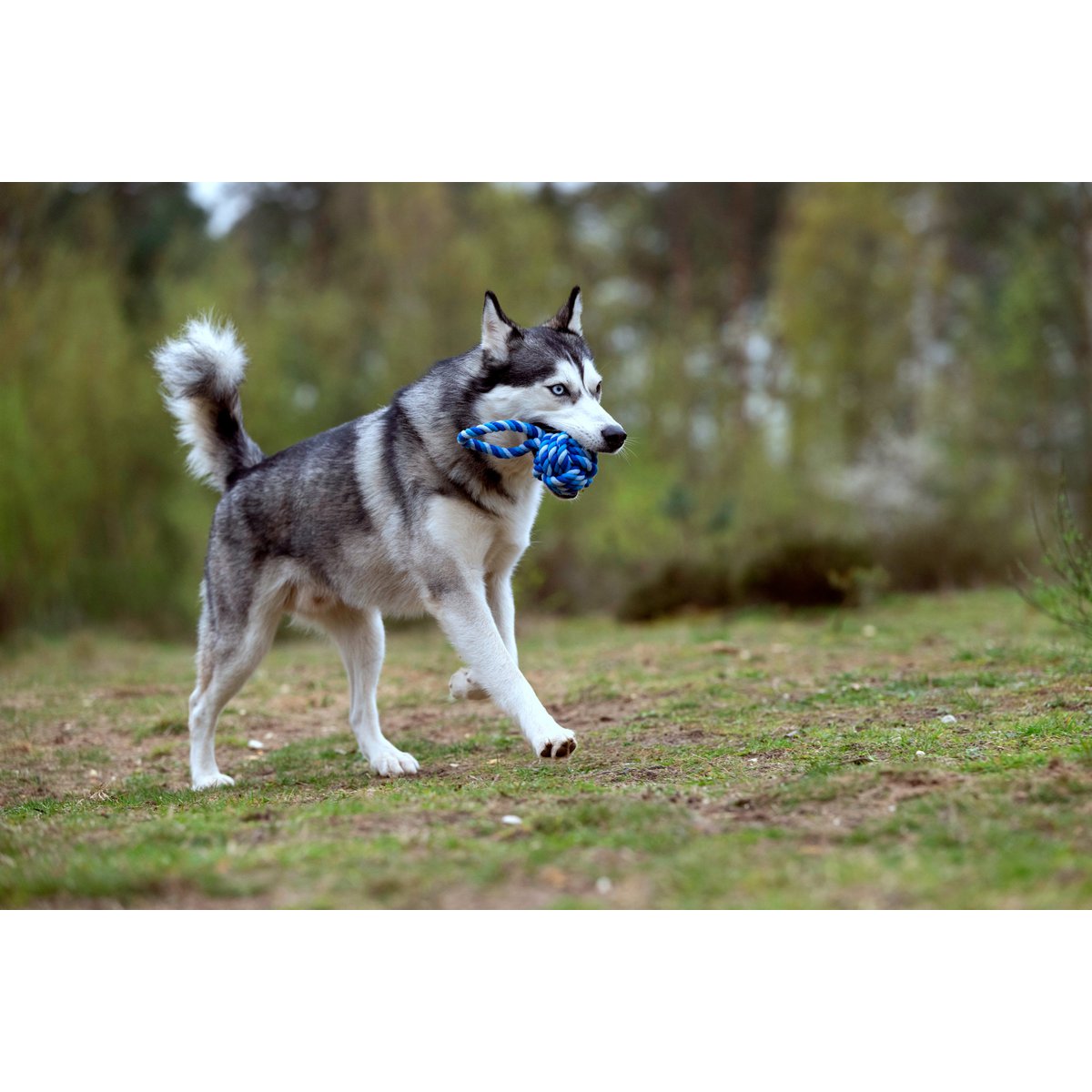 Hundespielzeug Maxi Schleuderball