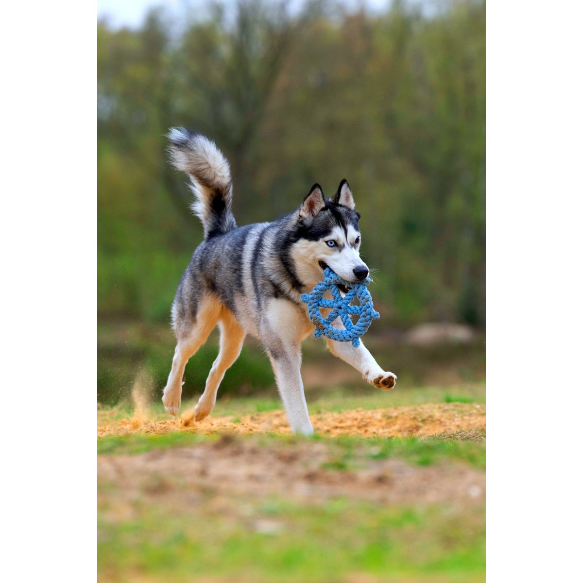 Hundespielzeug Ahoy 3tlg