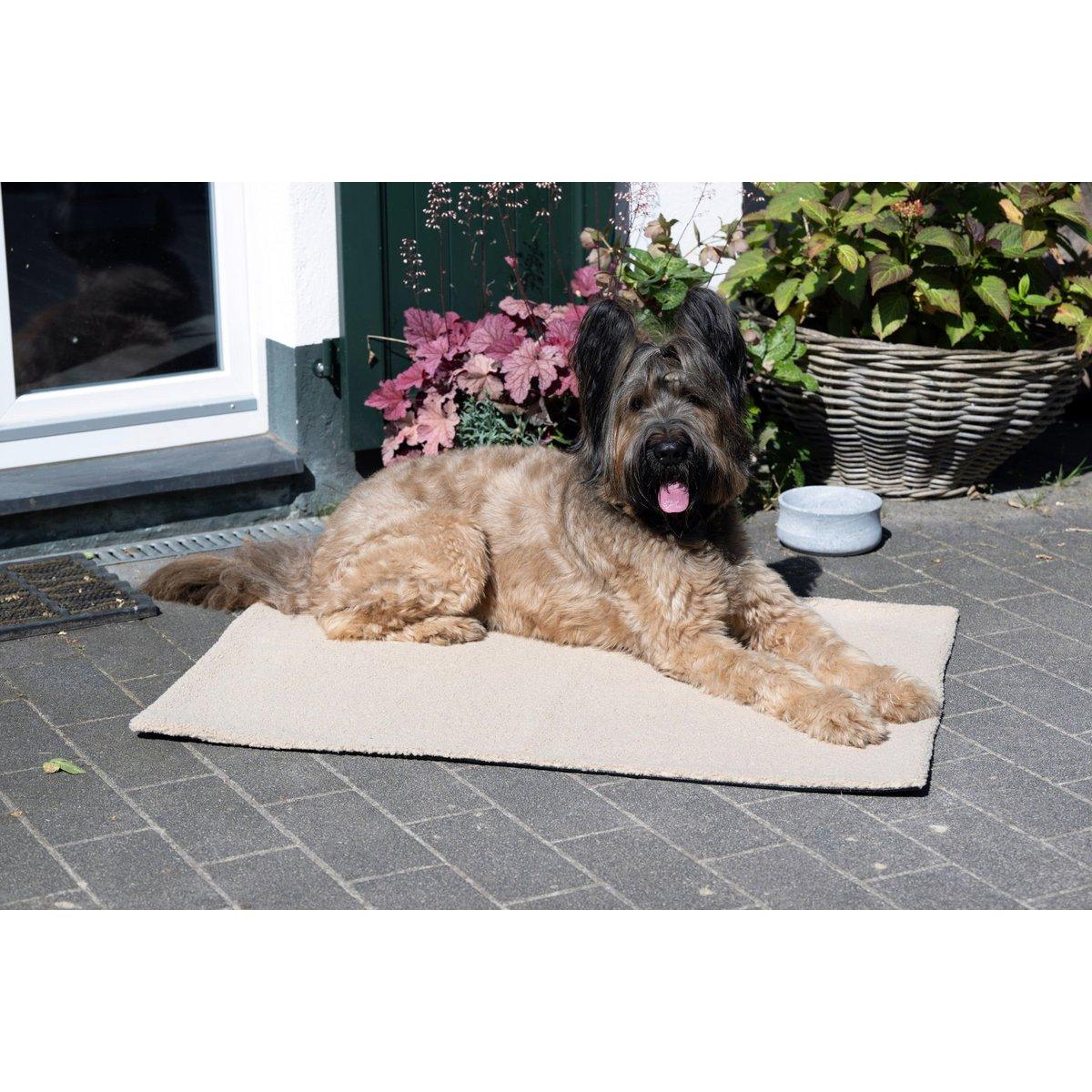 Hundedecke TEDDY CREAM