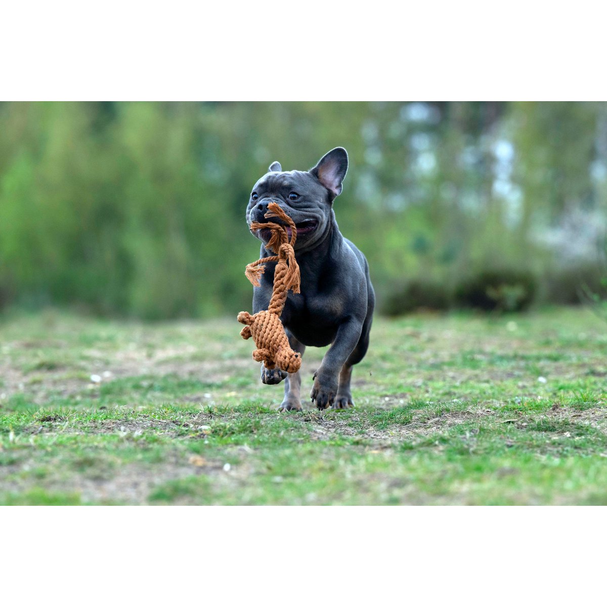 Hundespielzeug Eddie Eichhorn