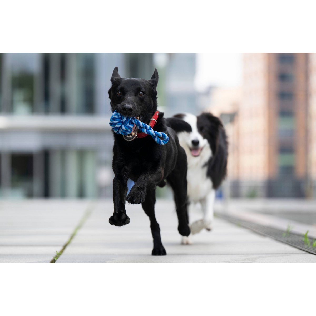 Hundespielzeug Maxi Schleuderball