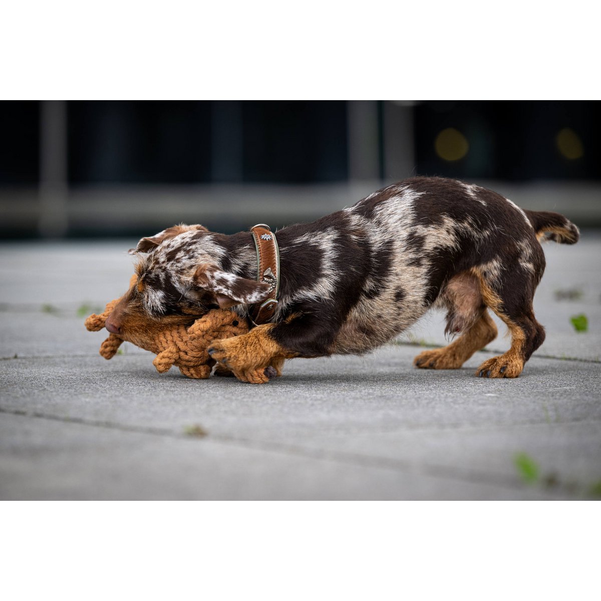 Hundespielzeug Diego Dackel - BenzoDesign