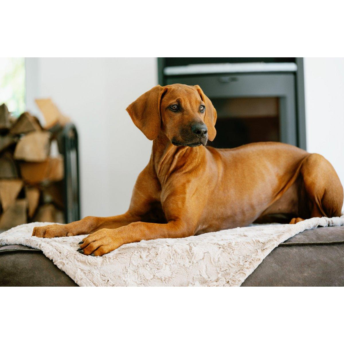 Hundedecke COZY BEIGE - Webpelz Decke - BenzoDesign