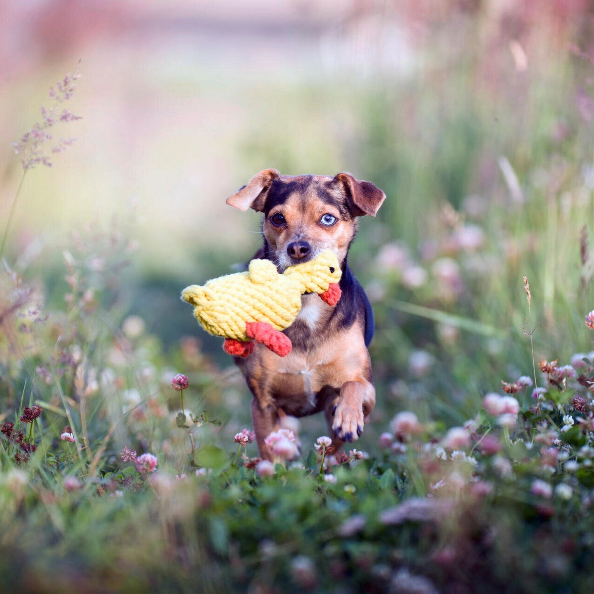 Hundespielzeug Emma Ente