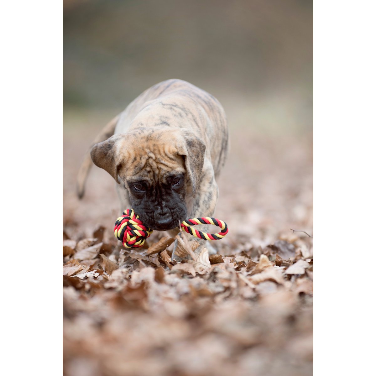 Hundespielzeug Schleuderball