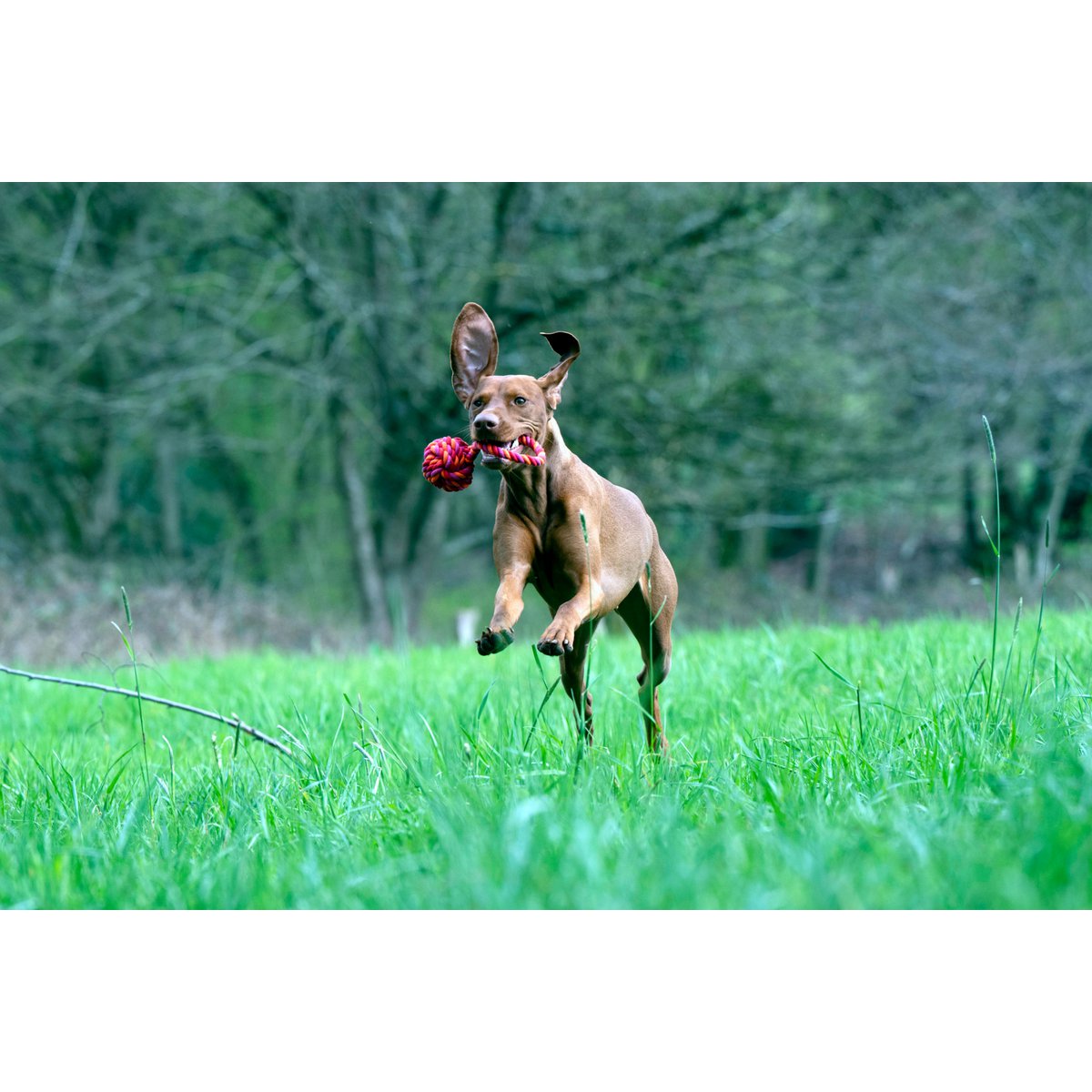 Hundespielzeug Maxi Schleuderball