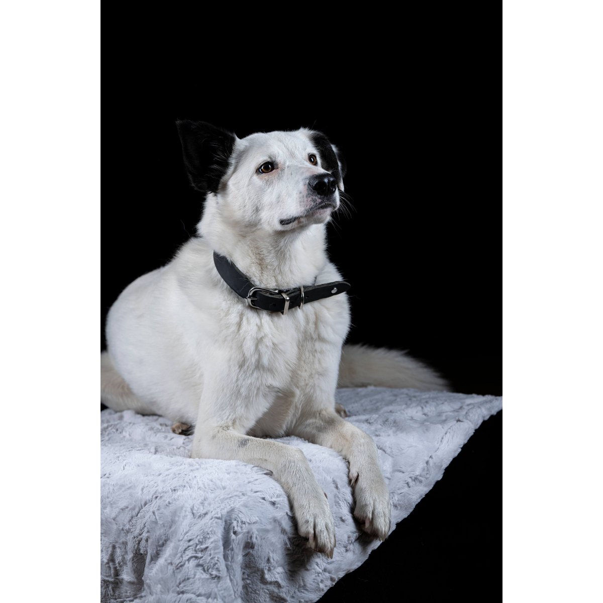 Hundedecke COZY LIGHT GRAY - Webpelz Decke