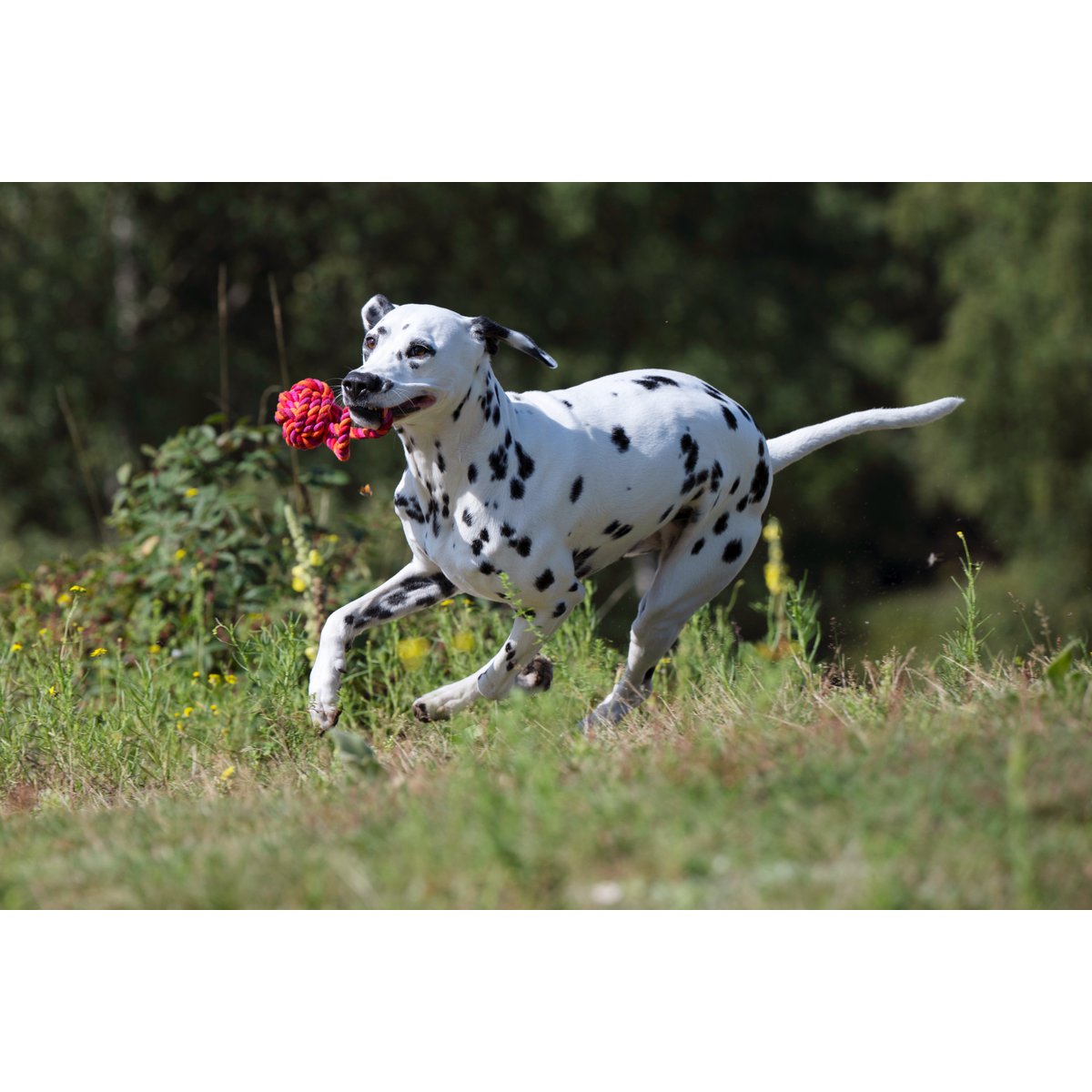 Hundespielzeug Maxi Schleuderball