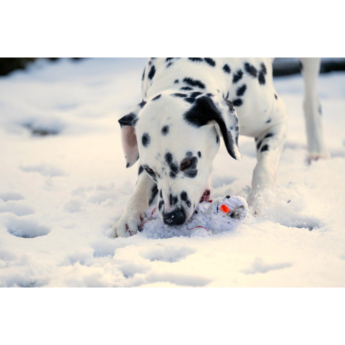 Hundespielzeug Shawn der Schneemann