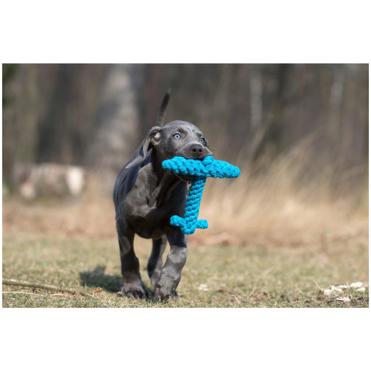 Hundespielzeug Ahoy 3tlg