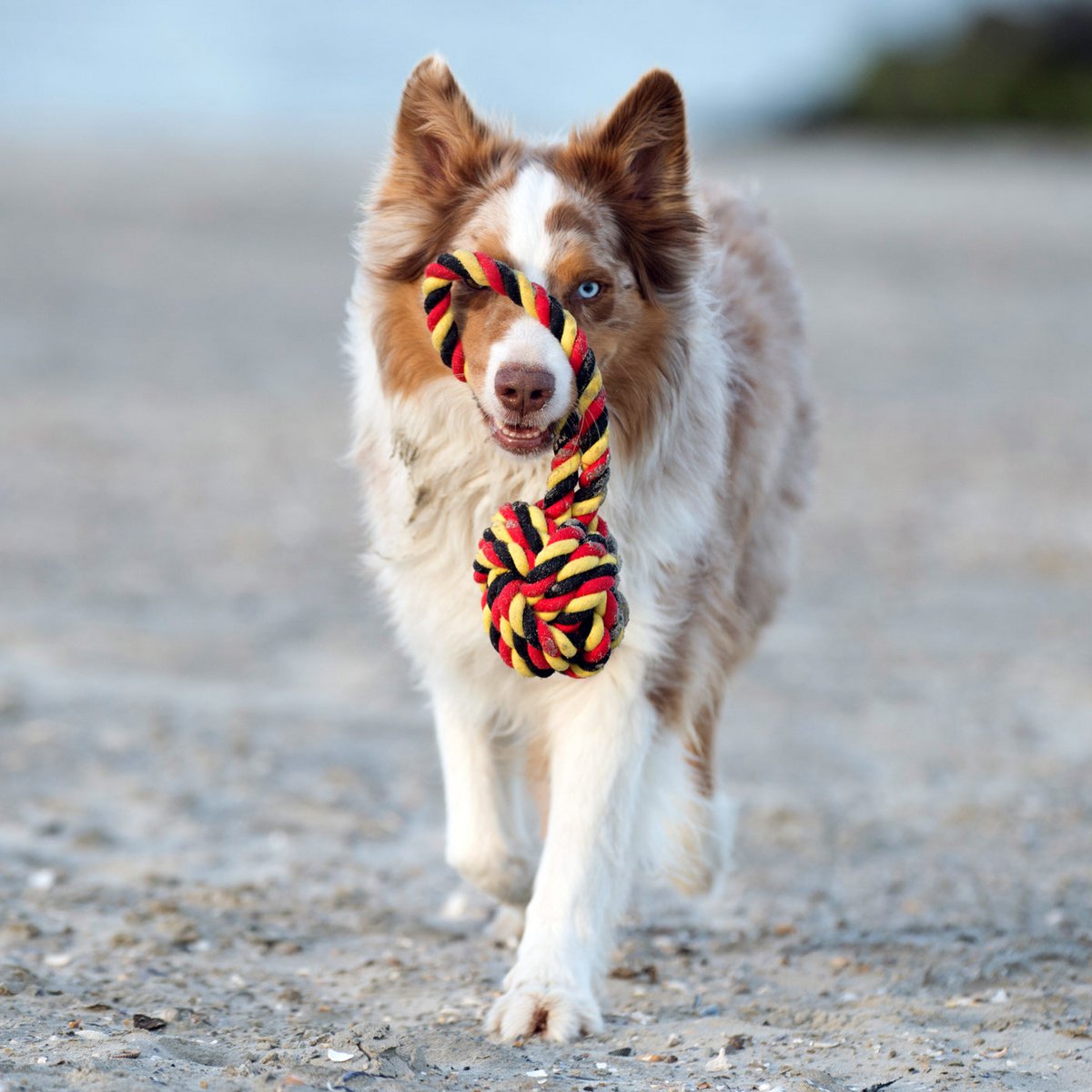 Hundespielzeug Schleuderball