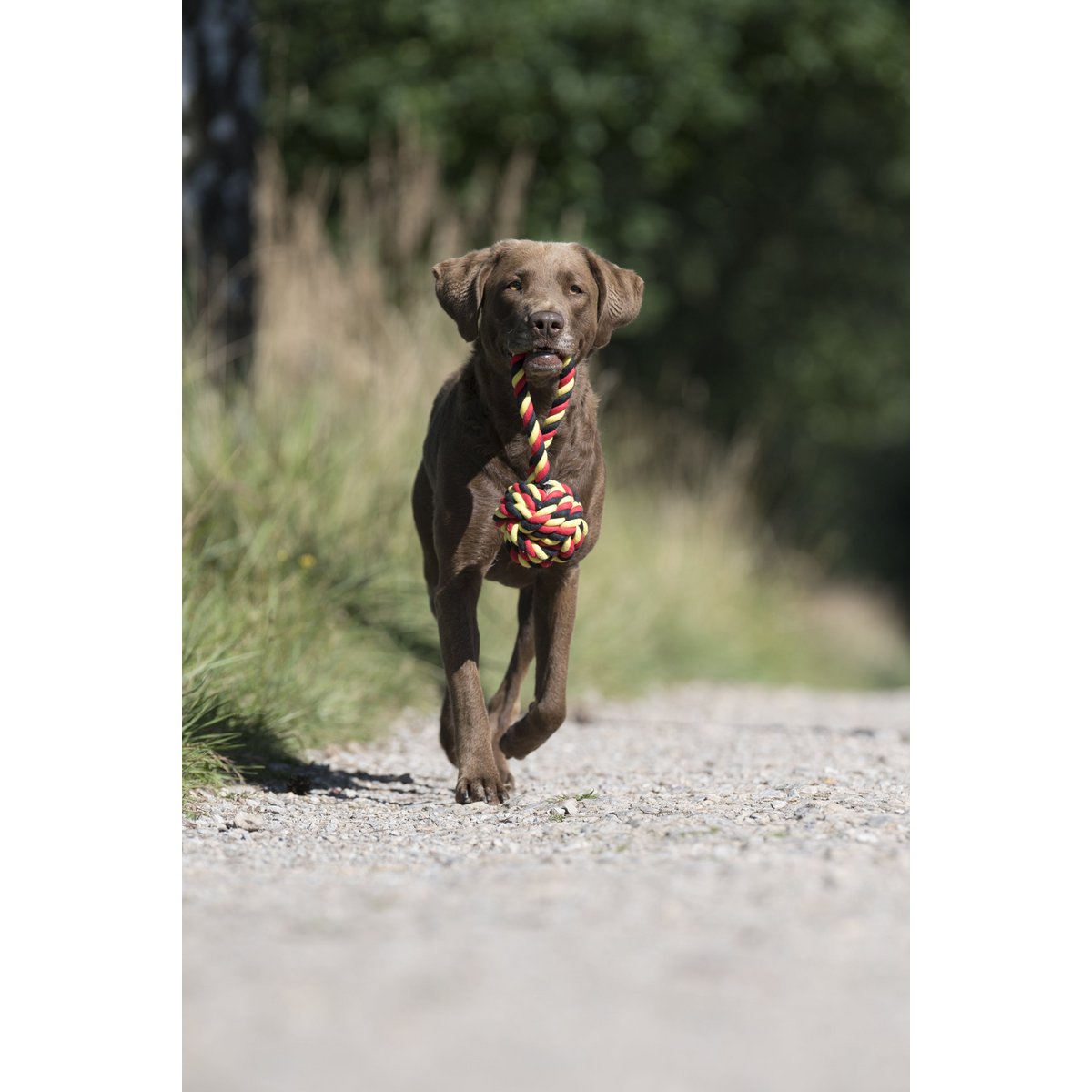 Hundespielzeug Schleuderball