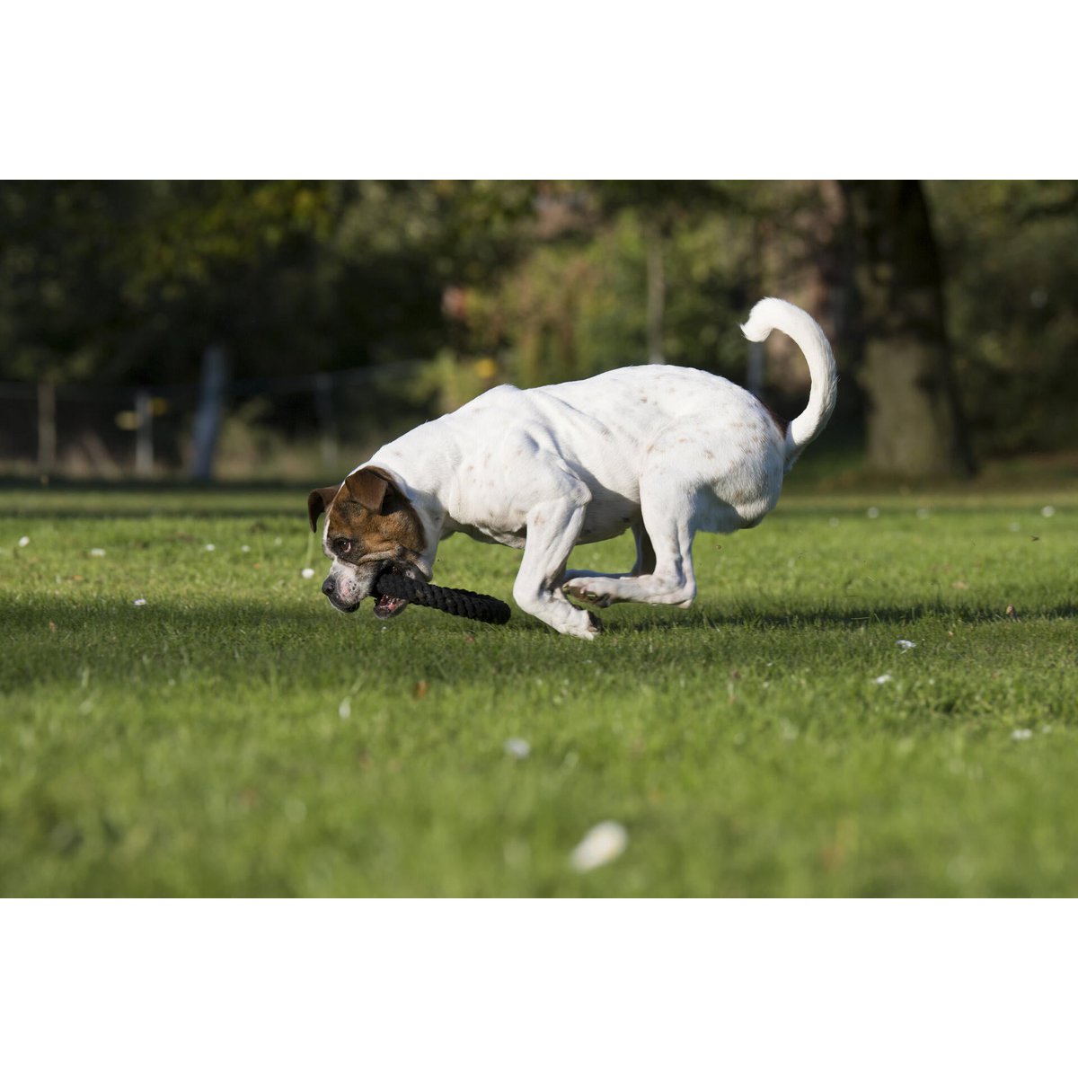 Hundespielzeug Ringo Ring