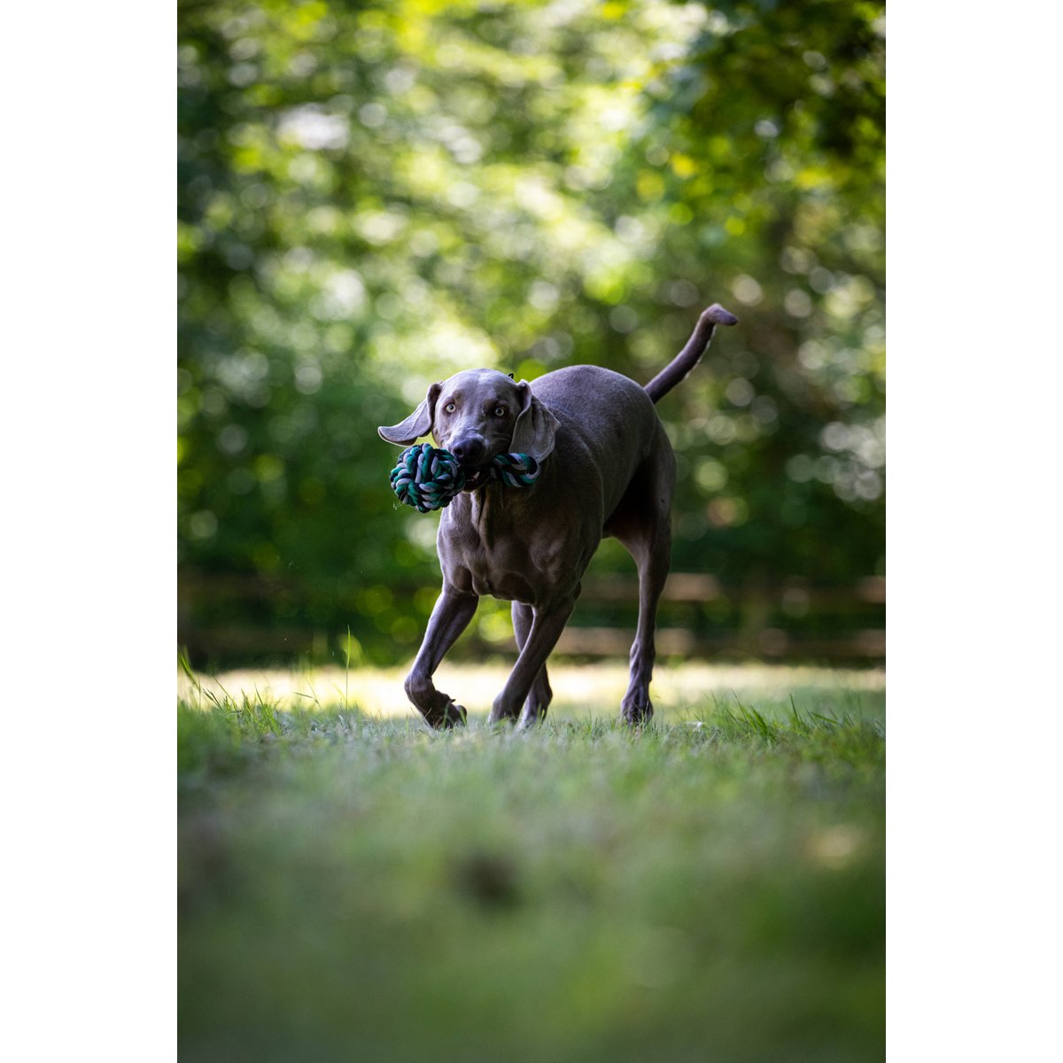 Mega Schleuderball - Kult-Spielzeug für Hunde