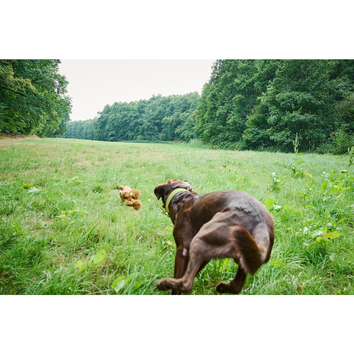 Hundespielzeug Heinrich Hase - BenzoDesign