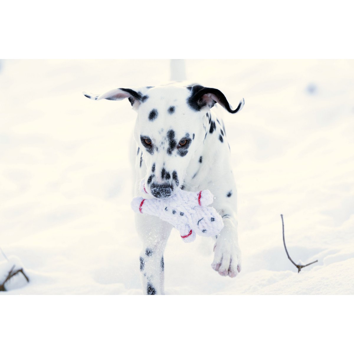 Hundespielzeug Shawn der Schneemann