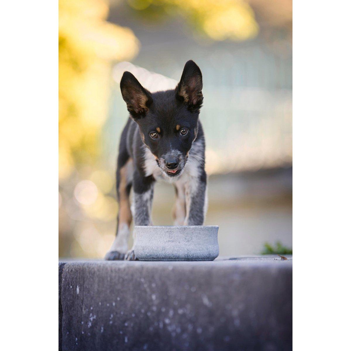 ROCKY - Napf für Hund und Katze